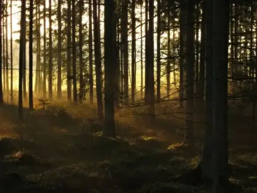 forest spruce six