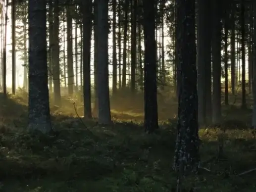 forest spruces six