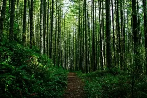 forest trees