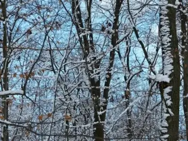 forest trees snowy
