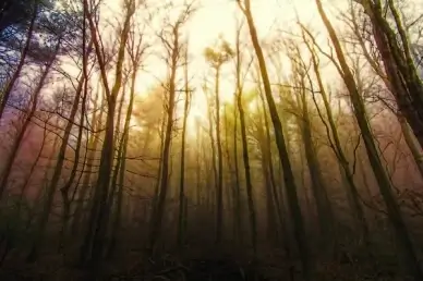 forest walk