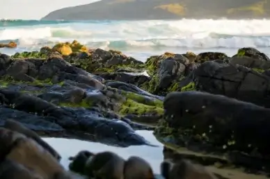 forster sea