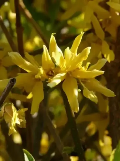 forsythia gold lilac golden bells