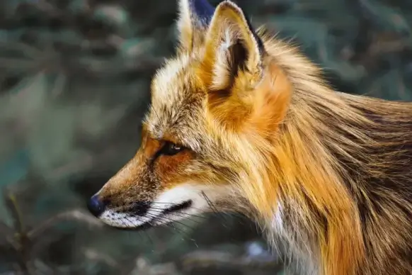 fox animal picture elegant face closeup 