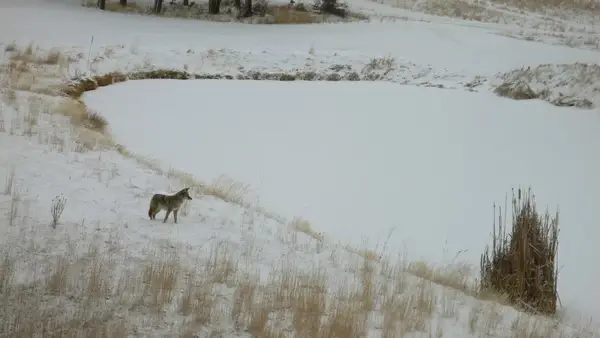 fox vs the snow pancake