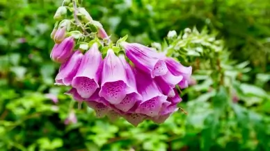 Foxglove flowers backdrop picture elegant bright