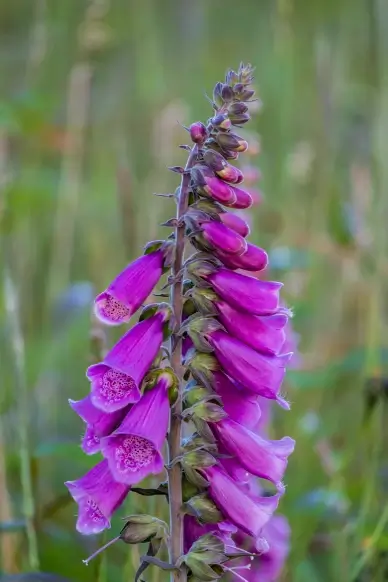 Foxglove flowers backdrop picture elegant closeup