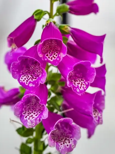 Foxglove flowers backdrop picture elgant bright closeup
