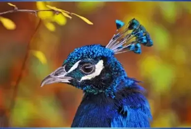 framed peacock portrait