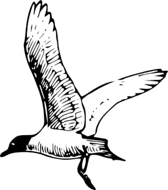 Franklins Gull clip art