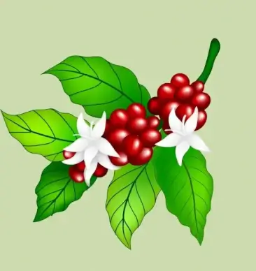 fresh coffee beans flowers icon colorful shiny design