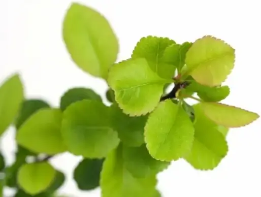 fresh leaves