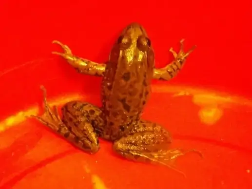 frog