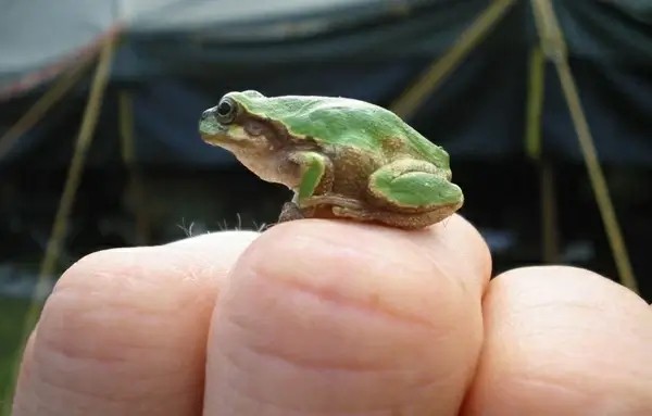 frog on knuckles