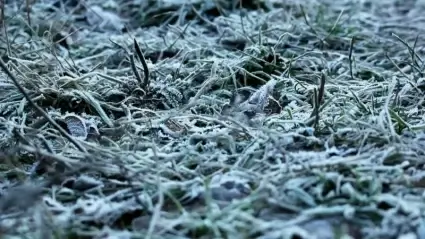 Frozen grass