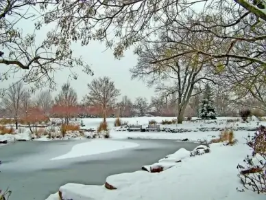 frozen pond winter