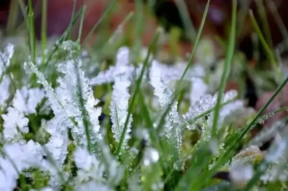 frozen winter grass