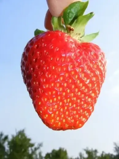 fruit red blue sky