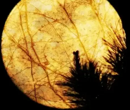full moon moonlight