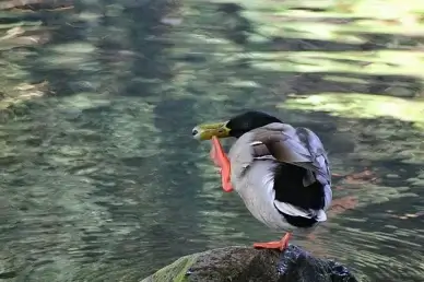 funny birds 1 scratching duck