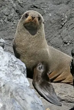 fur seal seals kekeno