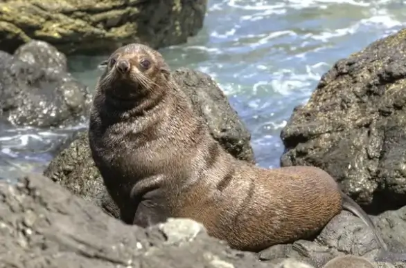 fur seal seals kekeno