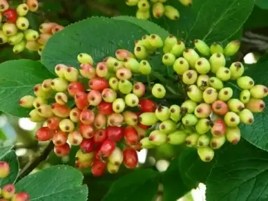fuzzy snowball fruits berries