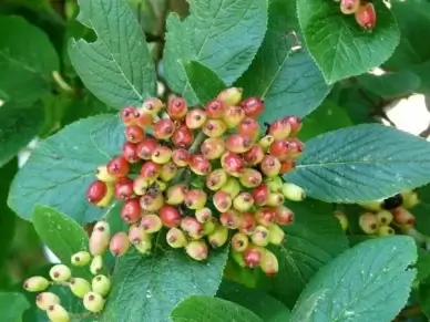 fuzzy snowball fruits berries