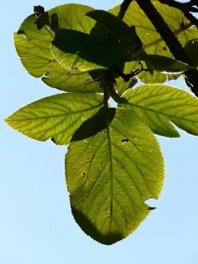 fuzzy snowball leaves bush