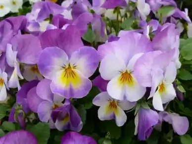 garden pansy pansies flower