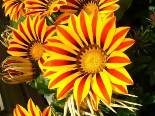 gazanias flower bright