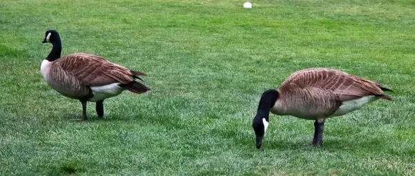 geese
