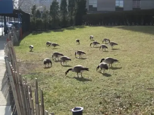 geese