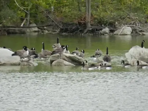 geese 1