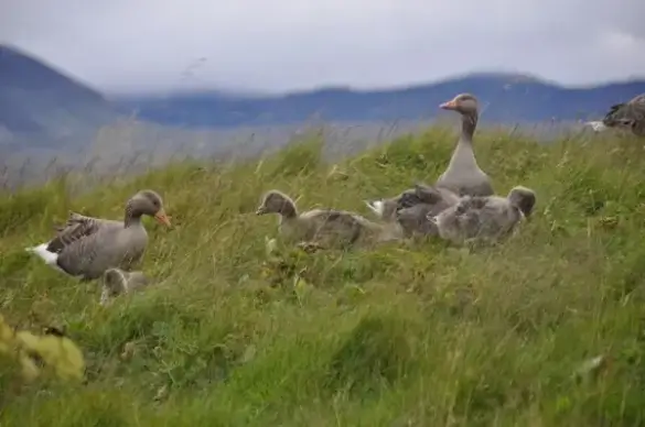 geese