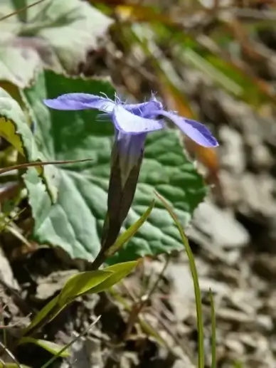 gentian ordinary fransenenzian blue