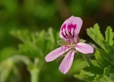 geranium pelargonium graveolens geranium greenhouse