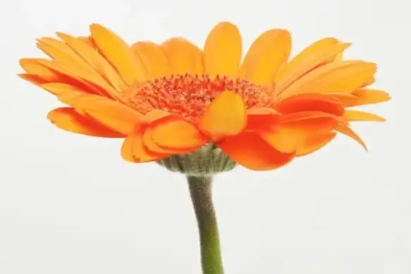 gerbera germini flower