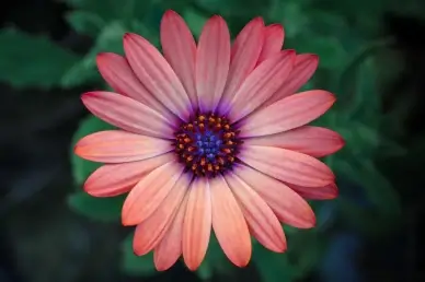 Gerbera petal backdrop picture contrast closeup