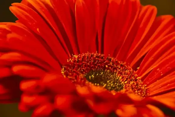 gerbera petal picture elegant closeup 