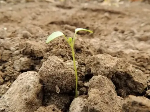 germ plant food