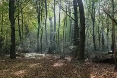 germany forest trees