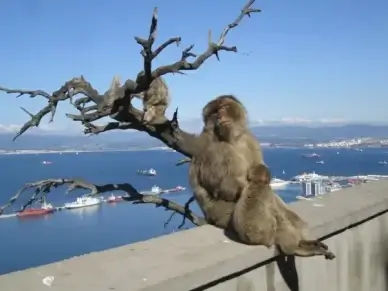 gibraltar monkeys mediterranean sea