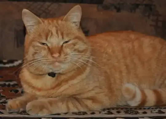 ginger cat 2