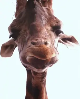 giraffe