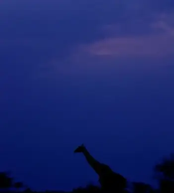 giraffe