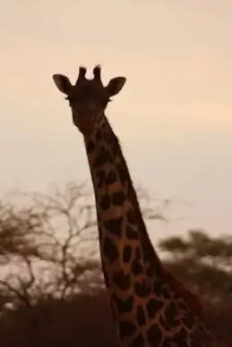 giraffe