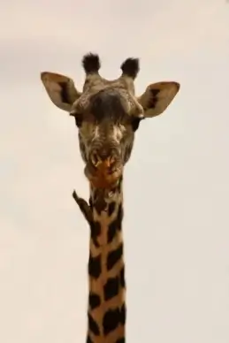 giraffe