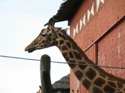 giraffe