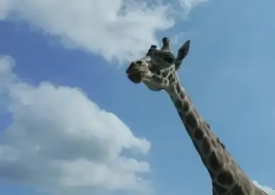 giraffe africa serengeti